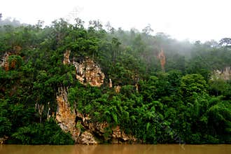 Jungle 1