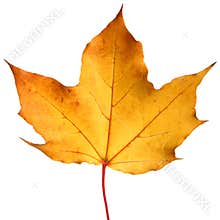 Yellow autumn Maple leaf