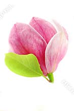 Magnolia bloom