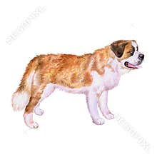Watercolor portrait of Swiss Alpine mastiff red St Bernard breed dog on white background. Hand drawn sweet pet