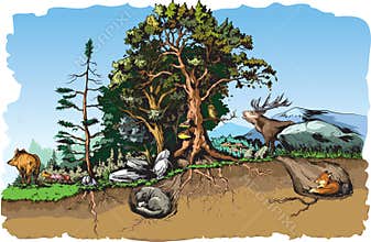 Forest animals