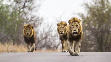 Lions in Kruger National park, South Africa