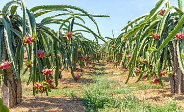 Dragon fruit garden harvest
