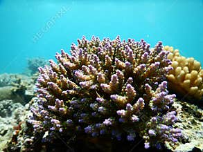 Acropora Clathrata