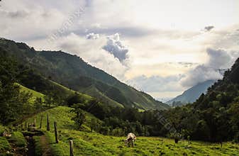 Cocora valley, Quindio, Colombia