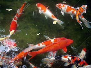 Koi at pond1