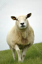 Sheep