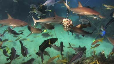 Scuba shark feeding show. The divers, sharks