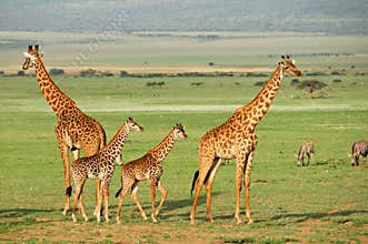 Giraffes