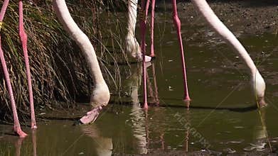 Two Flamingo drink water in a pond