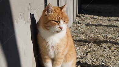 Cat near the house movie