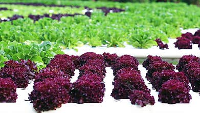 Hydroponics method of growing plants in water without soil.