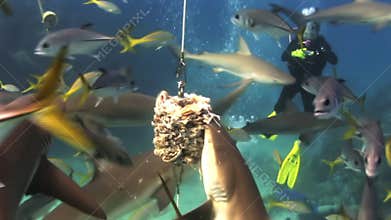 Scuba shark feeding show. The divers, sharks