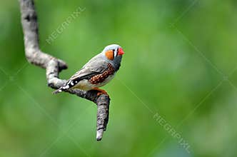 Zebra finch exotic bird sit on a tree branch