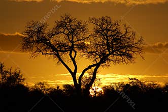 African sunset