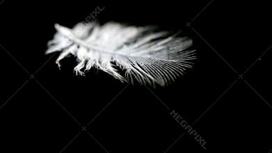 Feather on water