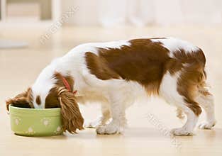 Puppy eating from dog dish