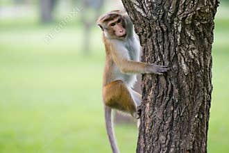 Toque macaque monkey climbing a tree in natural habitat in Sri