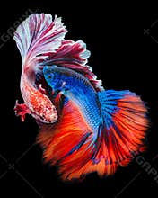 Battleâ€‹ Betta fish