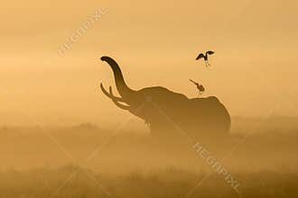 African Elephant in the morning mist at sunrise in Amboseli, Ken