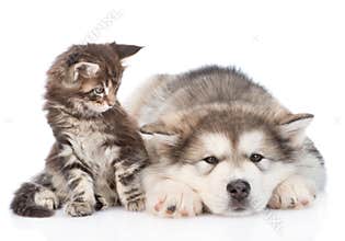 Small maine coon cat and sad alaskan malamute dog. isolated on white