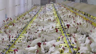Chicken Farm poultry production