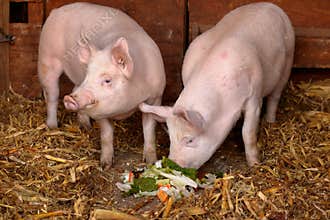 Happy Pigs