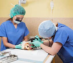 Vets performing canine dental prophylaxis on yorkshire terrier.