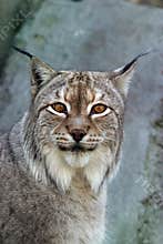 Lynx