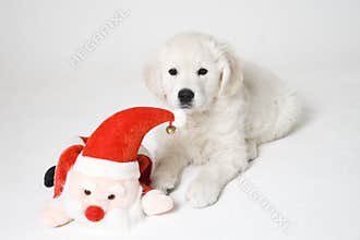 Puppy
