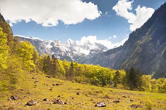 Alpine mountain pasture