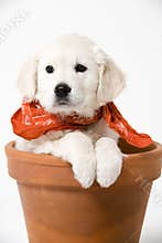 Adorable puppy