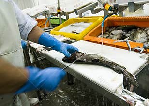 Fish processing factory