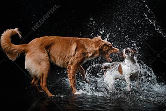 Dog Jack Russell Terrier and Dog Nova Scotia Duck Tolling Retriever, dogs play, jump, run, move in water