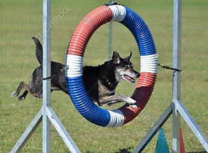 Mixed-Breed Dog at Agility Trial