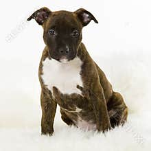 Sitting puppy