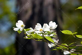 Dogwood Blossoms II
