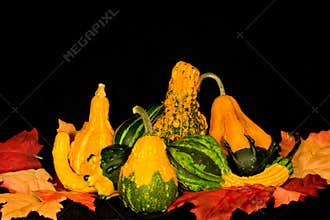 Gourds & Leaves Centerpiece