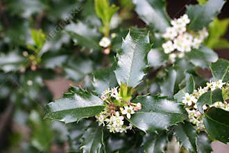 Holly Blossoms