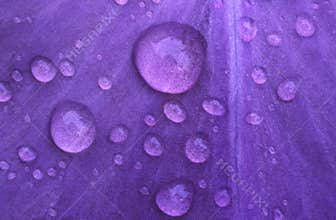 Drops of water on a petal