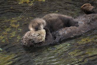 Sea Otter Mother and Pup