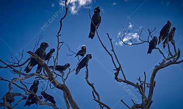 Carnaby's Black Cockatoo Sunrise