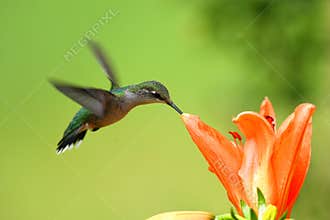 Hummingbird