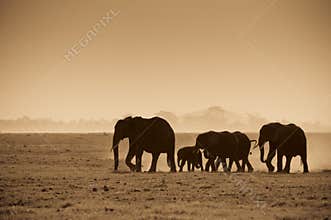 Silhouettes of elephants