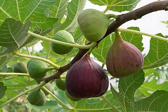 Figs on the branch