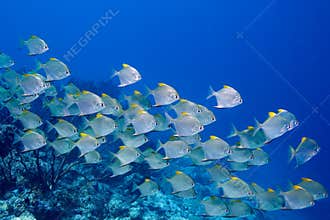 School of Fish