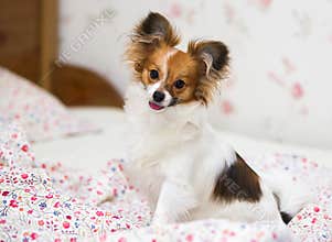 Papillon puppy / Continental Toy Spaniel, Butterfly Dog