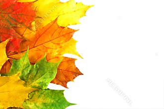 Fall leaves