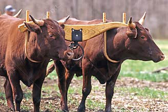 two yoke Devon Oxen in Spring