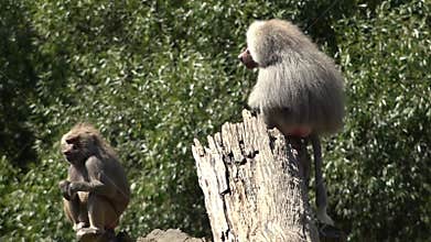 Male and female Hamadryas baboon